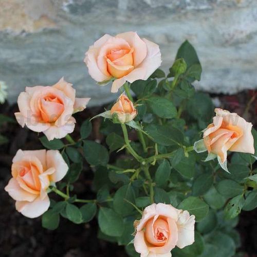 Rosa Warm Wishes™ - roz - Trandafir copac cu trunchi înalt - cu flori teahibrid - coroană dreaptă